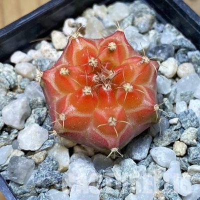 SH35191 Gymnocalycium mihanovichii ‘Neon’ hybrid, seedling