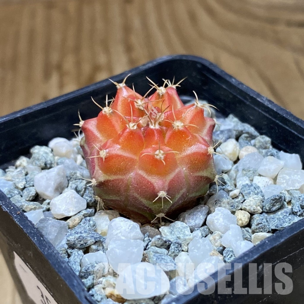 SH35191 Gymnocalycium mihanovichii ‘Neon’ hybrid, seedling - Image 2