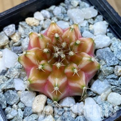 SH35192 Gymnocalycium mihanovichii ‘Neon’ hybrid, seedling