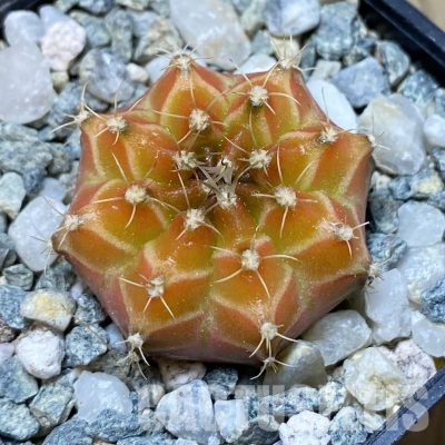 SH35193 Gymnocalycium mihanovichii ‘Neon’ hybrid, seedling