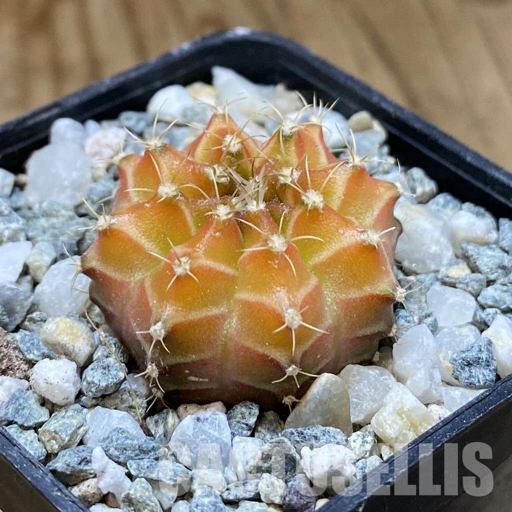 SH35193 Gymnocalycium mihanovichii ‘Neon’ hybrid, seedling - Image 2
