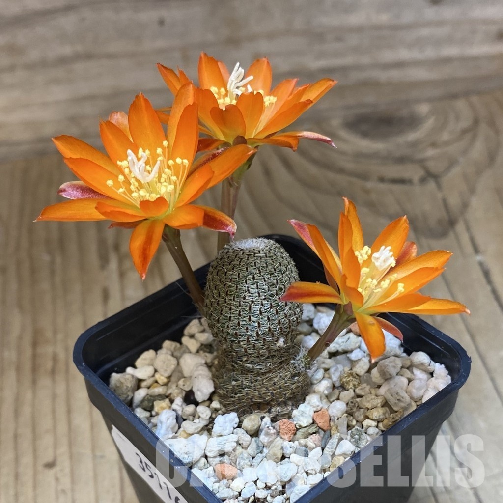 SH35116 Rebutia heliosa - Image 2