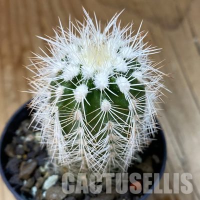 SH35124 Echinocereus reichenbachii v. albispinus (cold-resistant)
