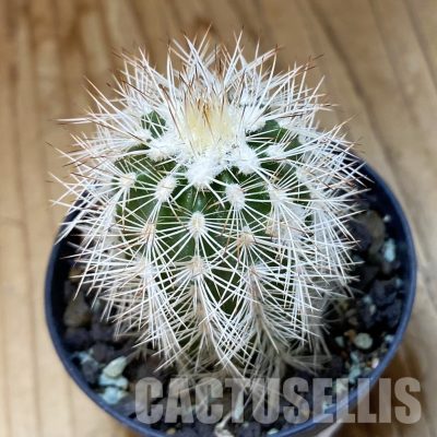 SH35125 Echinocereus reichenbachii v. albispinus (cold-resistant)