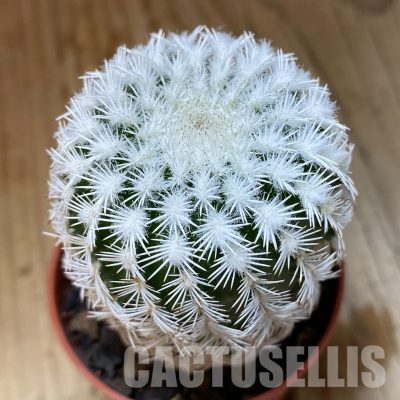 SH35126 Echinocereus reichenbachii v. albispinus (cold-resistant)