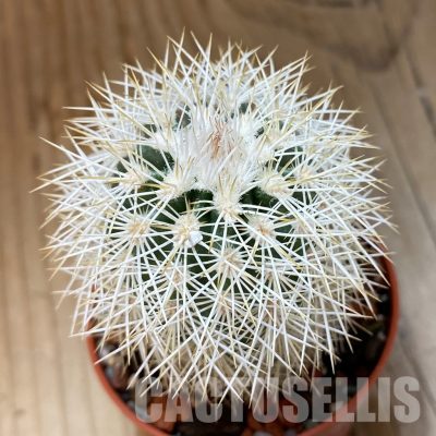 SH35130 Echinocereus dasyacanthus x lloydii (cold-resistant)