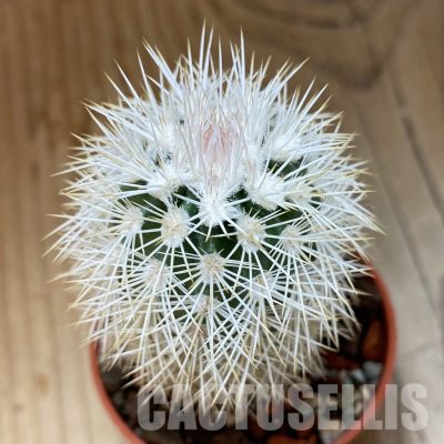 SH35131 Echinocereus dasyacanthus x lloydii (cold-resistant)