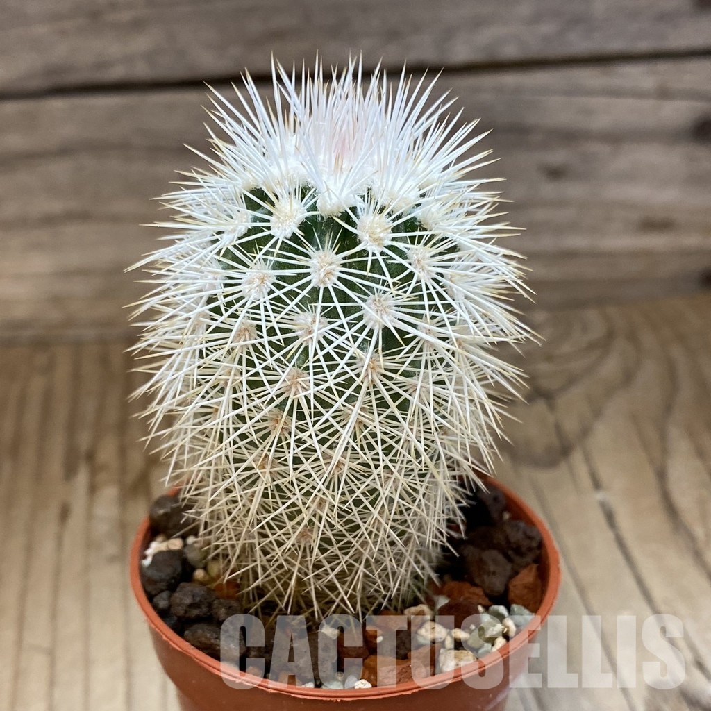 SH35131 Echinocereus dasyacanthus x lloydii (cold-resistant) - Image 2
