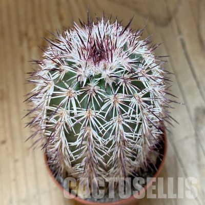 SH35132 Echinocereus dasyacanthus (cold-resistant)