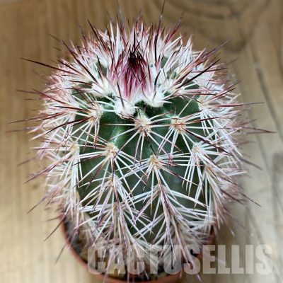SH35133 Echinocereus dasyacanthus (cold-resistant)