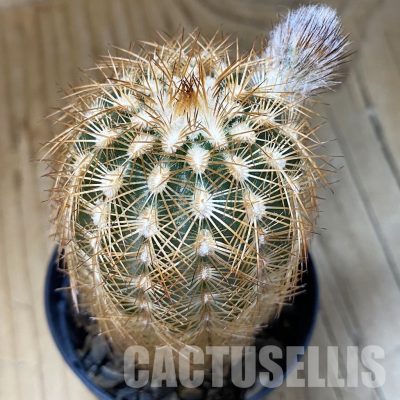 SH35134 Echinocereus reichenbachii (cold-resistant)