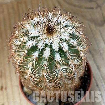 SH35135 Echinocereus reichenbachii (cold-resistant)
