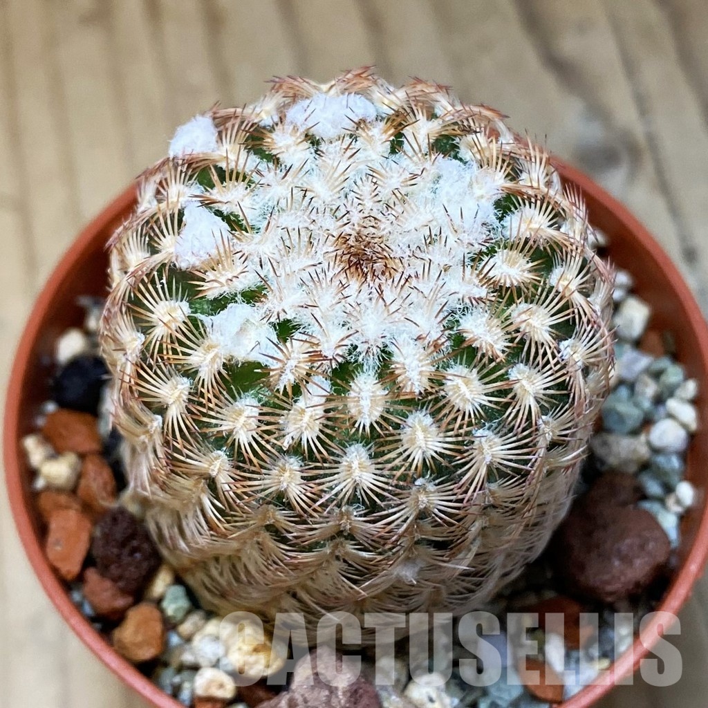 SH35137 Echinocereus reichenbachii v. minor (cold-resistant)