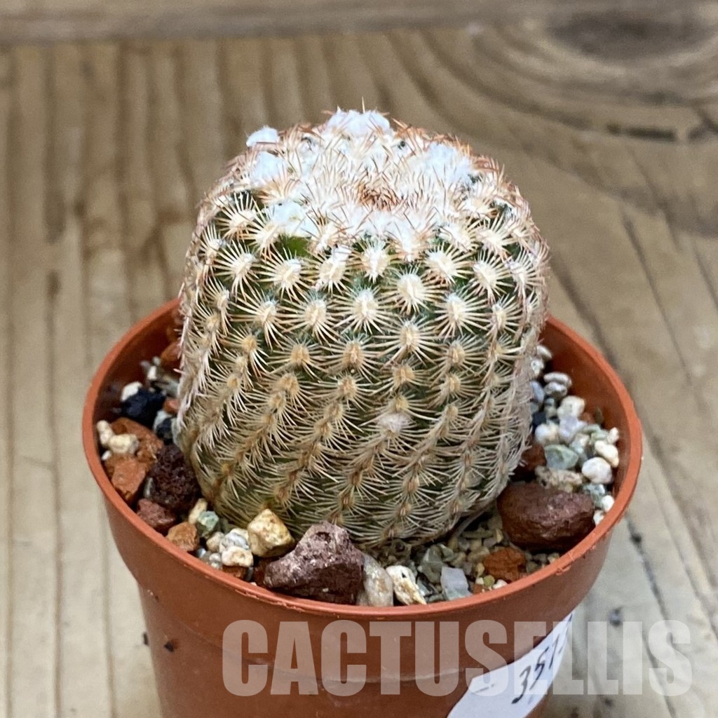 SH35137 Echinocereus reichenbachii v. minor (cold-resistant) - Image 2
