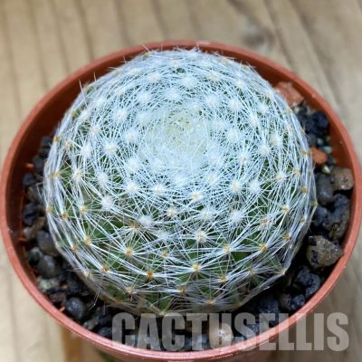 SH35142 Mammillaria lenta