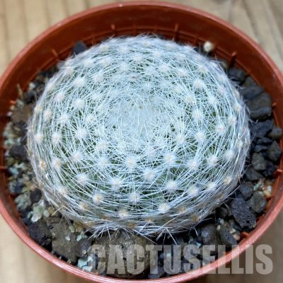SH35143 Mammillaria lenta