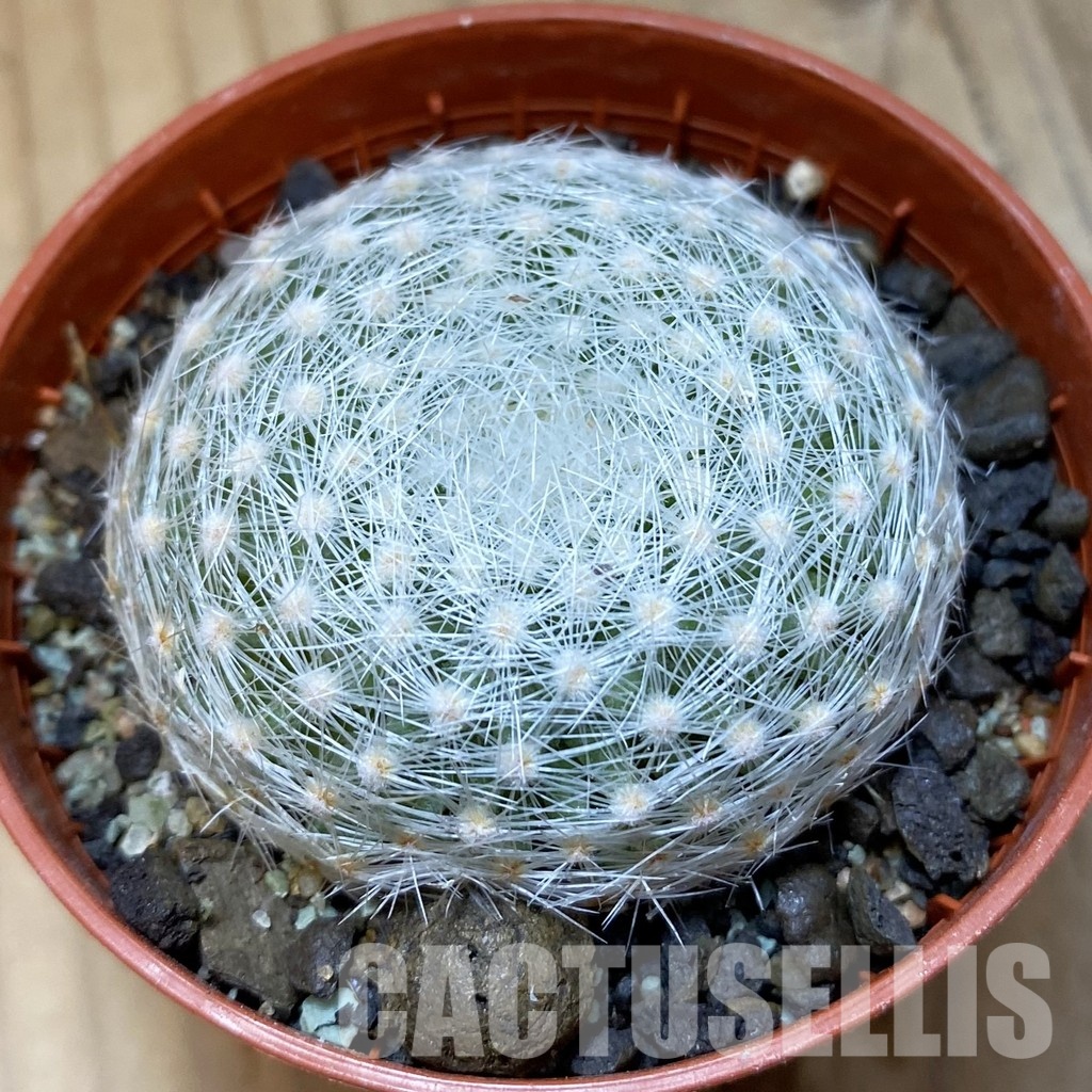 SH35143 Mammillaria lenta