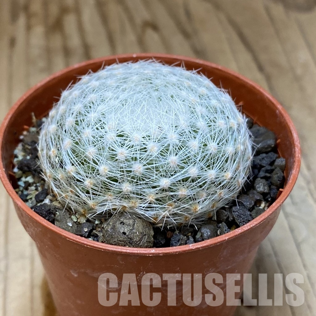 SH35143 Mammillaria lenta - Image 2