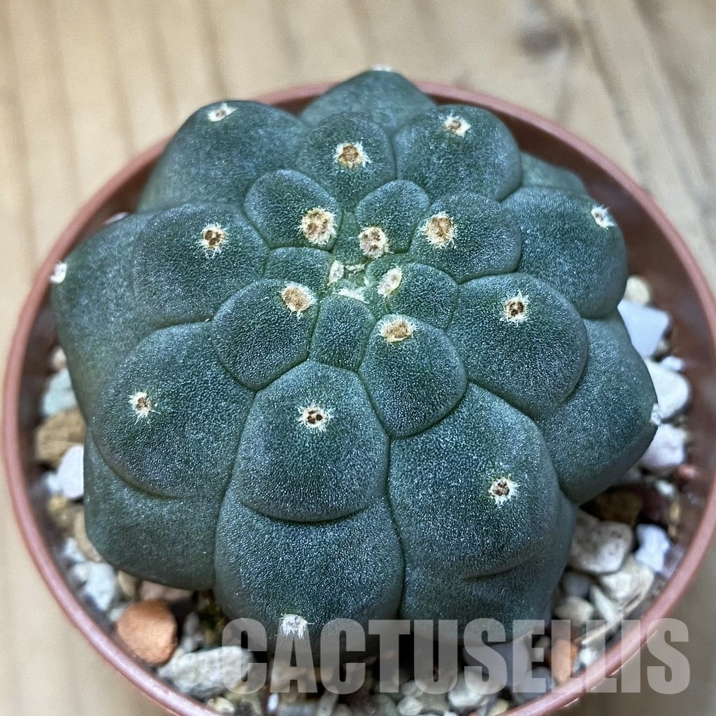 SH35145 Matucana madisoniorum