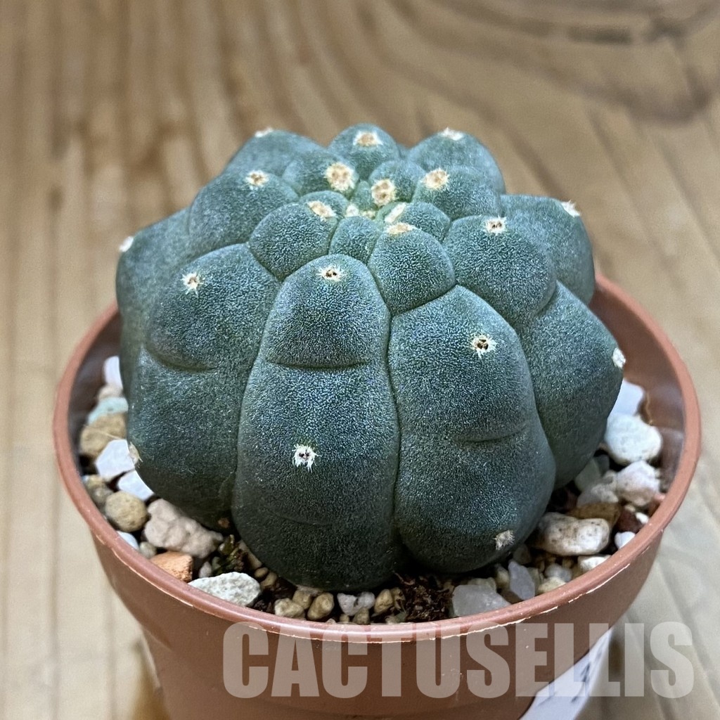 SH35145 Matucana madisoniorum - Image 2