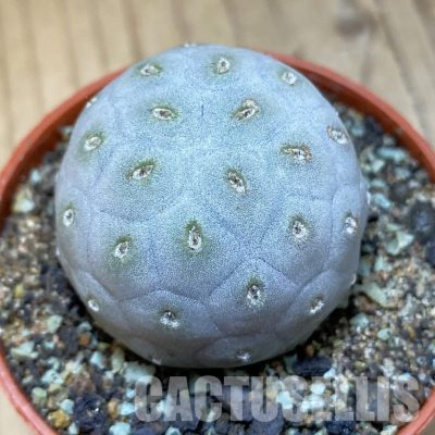 SH35146 Tephrocactus geometricus