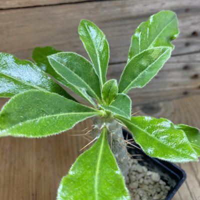 SH35265 Pachypodium saundersii