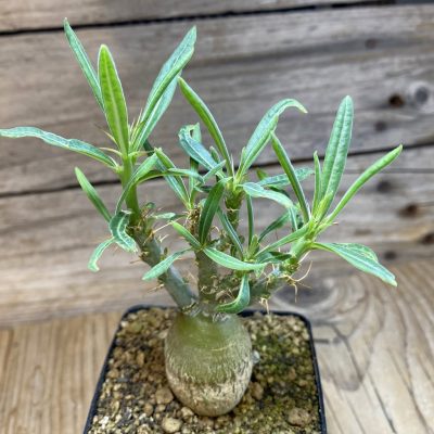 SH35267 Pachypodium succulentum