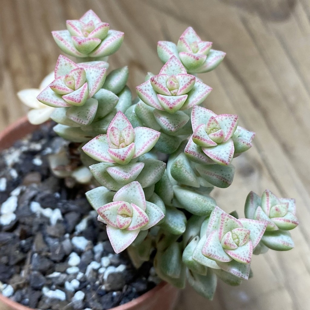 SH35234 Crassula rupestris f. variegata