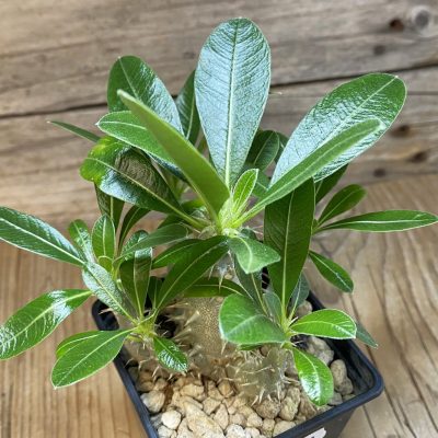 SH35269 Pachypodium horombense
