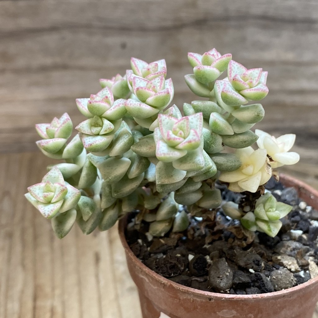 SH35234 Crassula rupestris f. variegata - Image 2