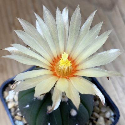 SH23544 Astrophytum asterias ‘Purple Skin’