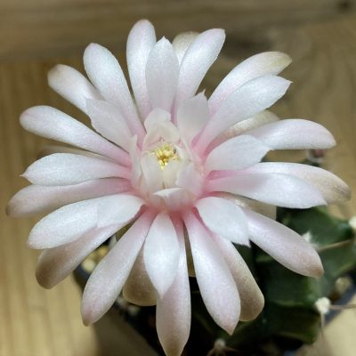 SH35354 Gymnocalycium mihanovichii