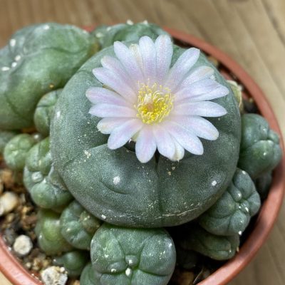 SH29811 Anhalonium v. caespitosa, 10 years old