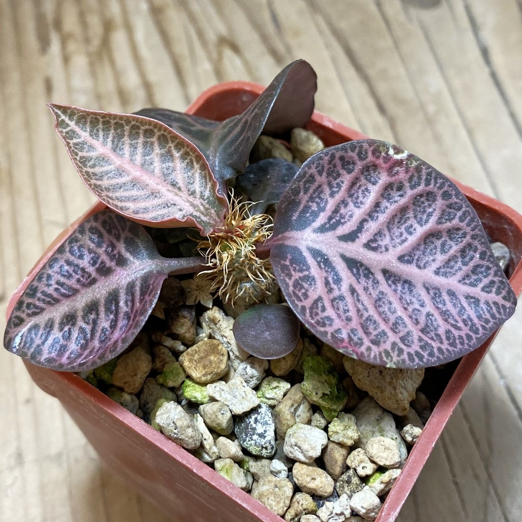 SH35272 Euphorbia francoisii hybrid