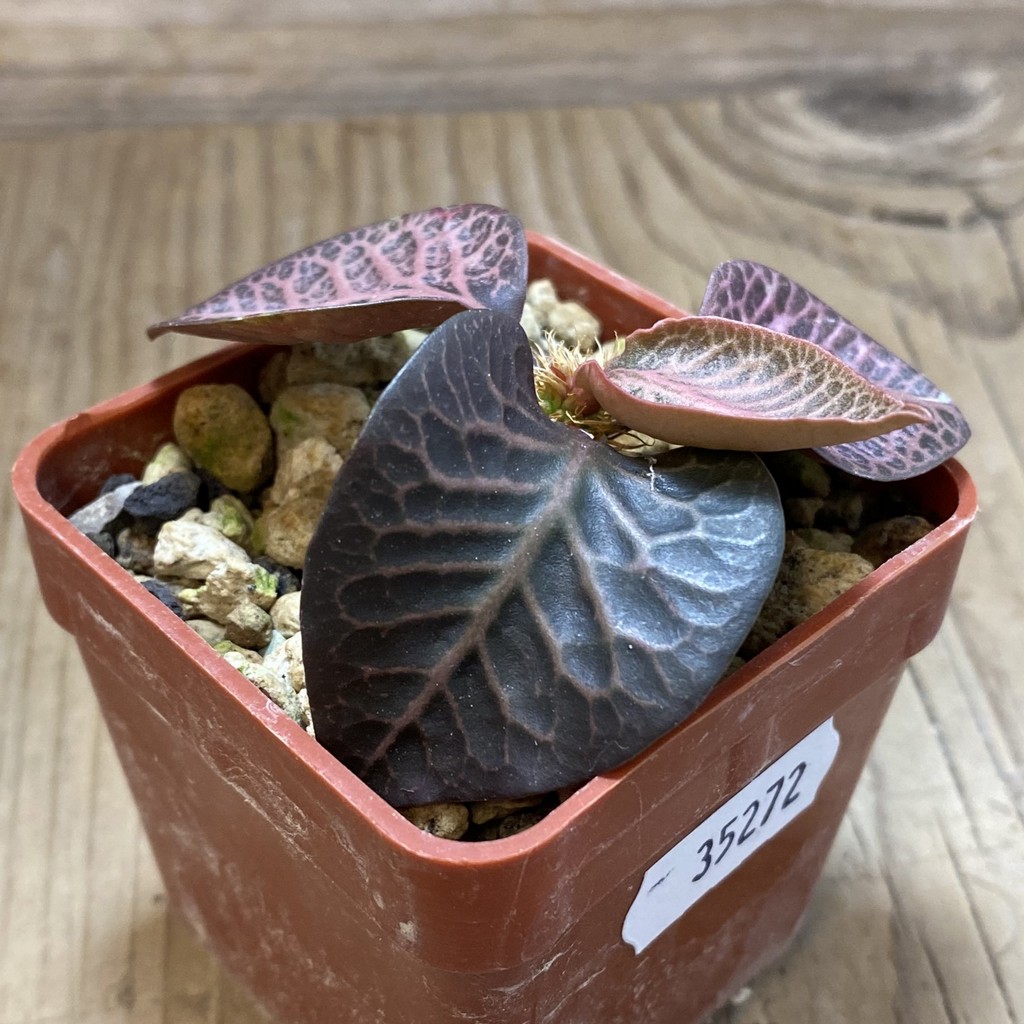 SH35272 Euphorbia francoisii hybrid - Image 2