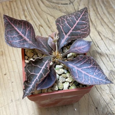 SH35273 Euphorbia francoisii hybrid