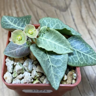 SH35274 Euphorbia francoisii hybrid