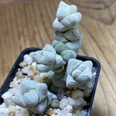 SH35235 Crassula deceptor