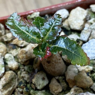 SH35275 Boswellia nana