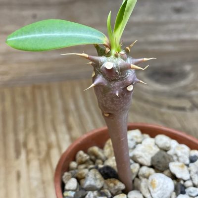 SH35276 Euphorbia viguieri v. capuroniana