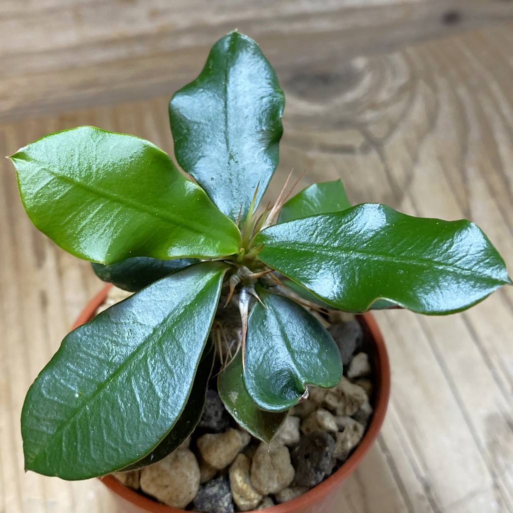 SH35277 Euphorbia delphinensis
