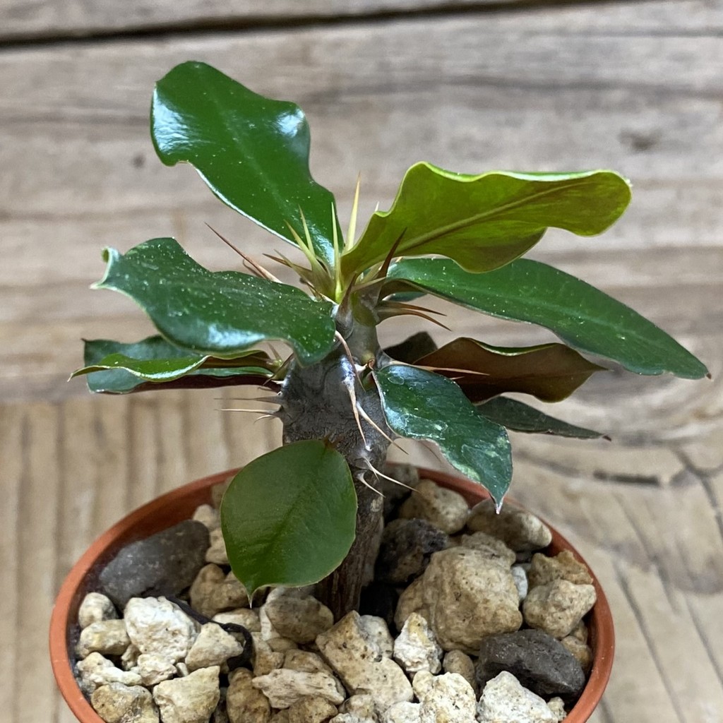 SH35277 Euphorbia delphinensis - Image 2