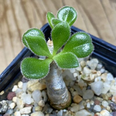 SH35278 Tylecodon leucothrix