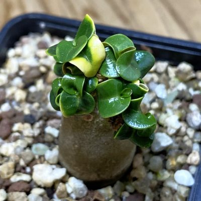 SH35279 Adenium arabicum DHA