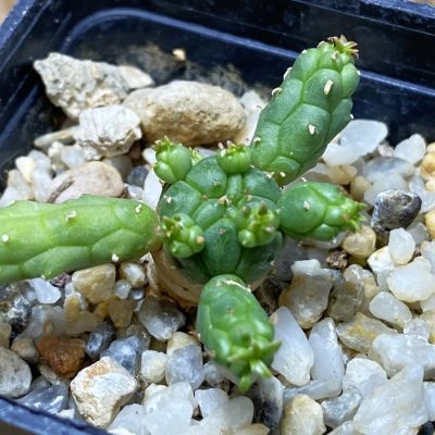 SH35280 Euphorbia inermis -Prava-true