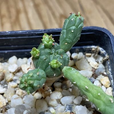 SH35281 Euphorbia inermis -Prava-true