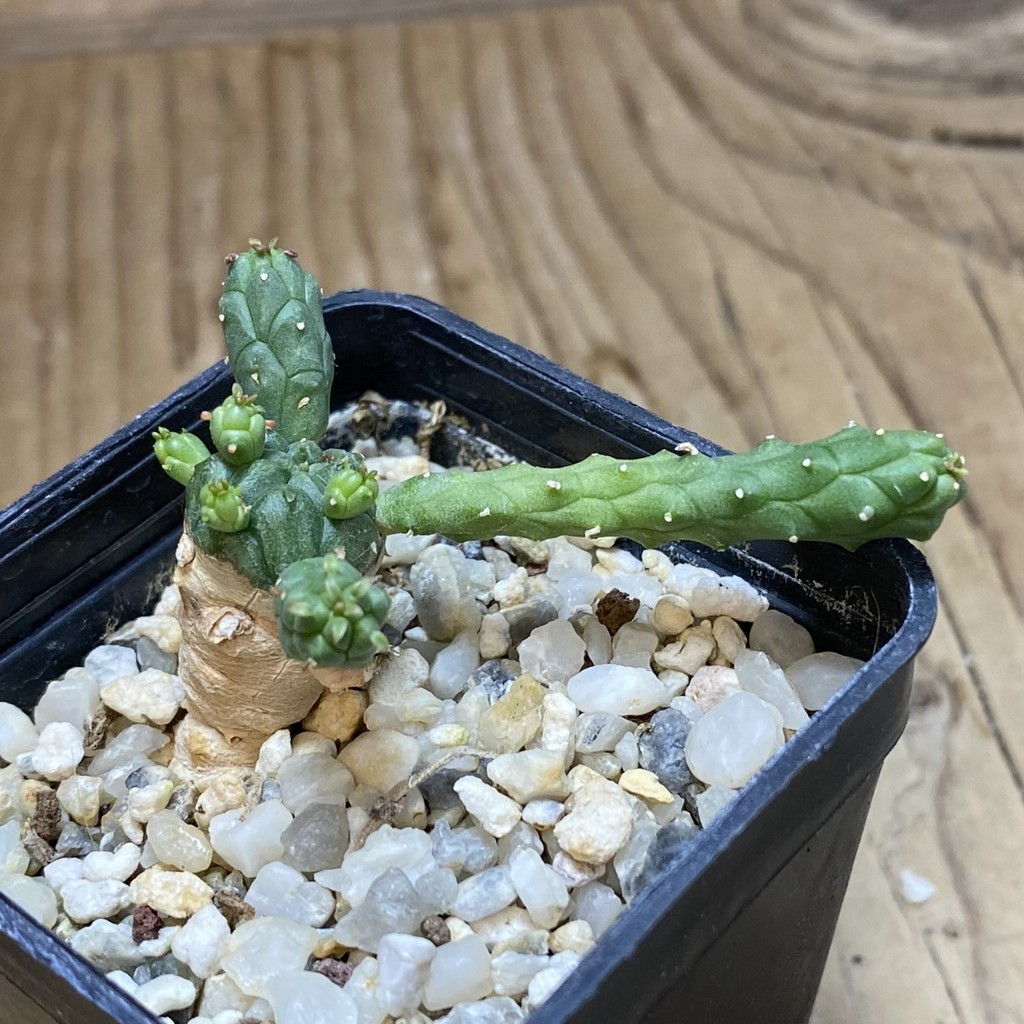 SH35281 Euphorbia inermis -Prava-true - Image 2