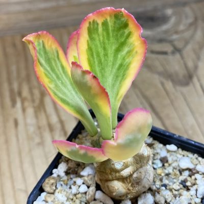 SH35282 Euphorbia poissonii f. variegata