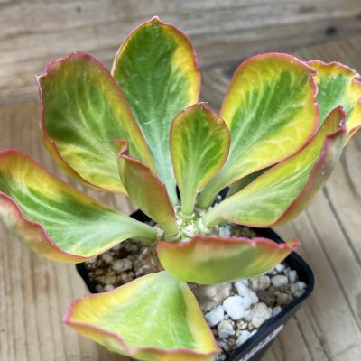 SH35283 Euphorbia poissonii f. variegata