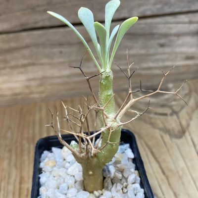 SH35284 Othonna euphorbioides